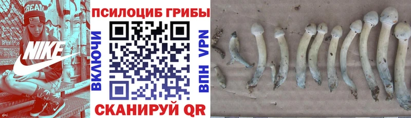Псилоцибиновые грибы Psilocybine cubensis  Азов 